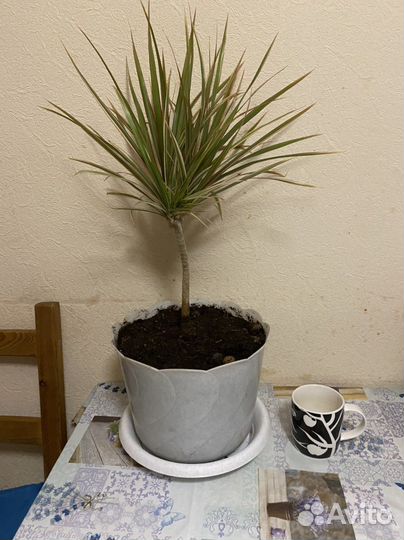 Пальма драцена