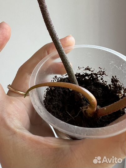 Филодендрон флорида бьюти альба