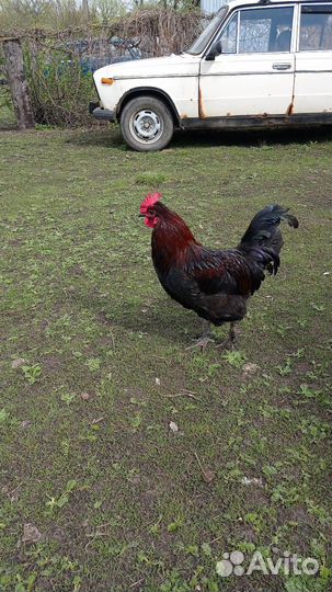 Молодые петухи
