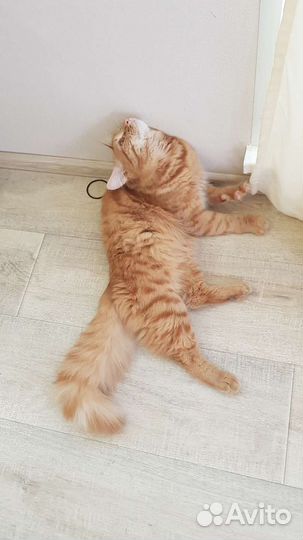 Передержка, домашняя зоогостиница, зооняня