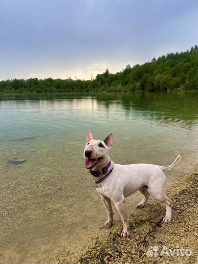 Выгул/квартирная передержка собак