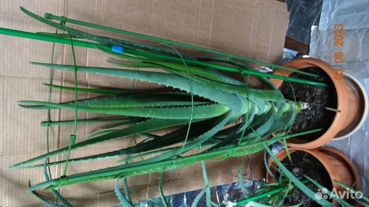 Алоэ Вера 9 летний, лекарственное растение