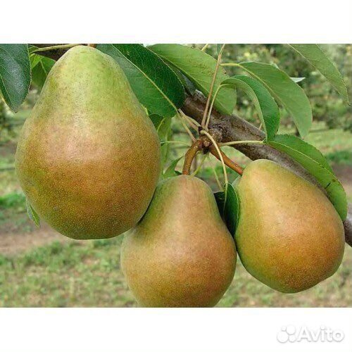Саженцы груши Мария