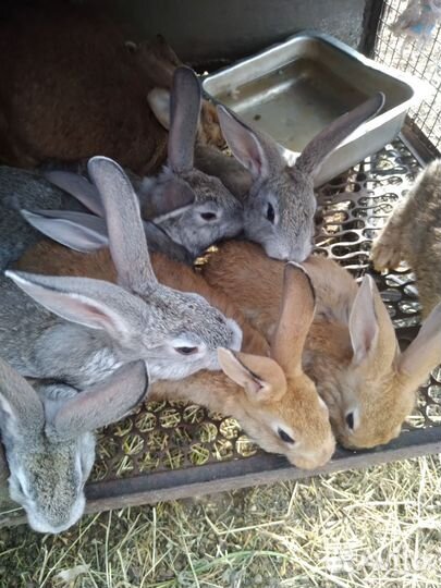 Кролики простые