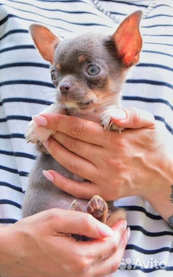 Девочка чихуахуа. Мини