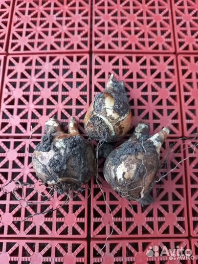 Луковицы нарциссов