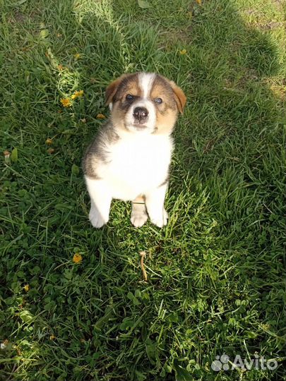 Собаки щенки бесплатно