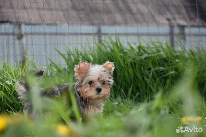 Цветной Йорк, девочка