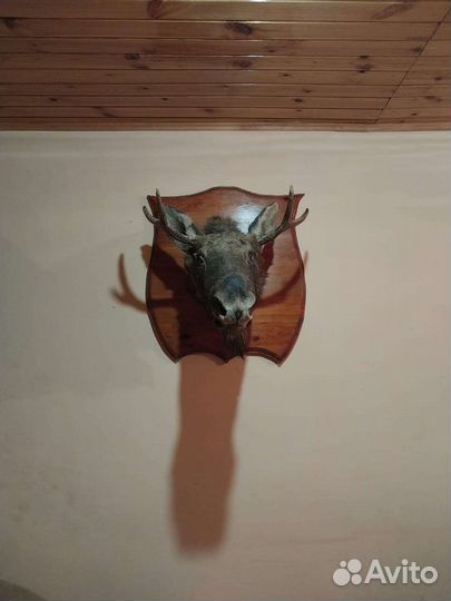 Чучело головы лося