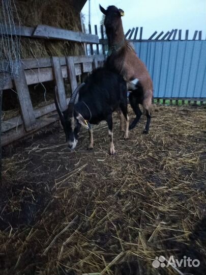 Коза дойная альпийская