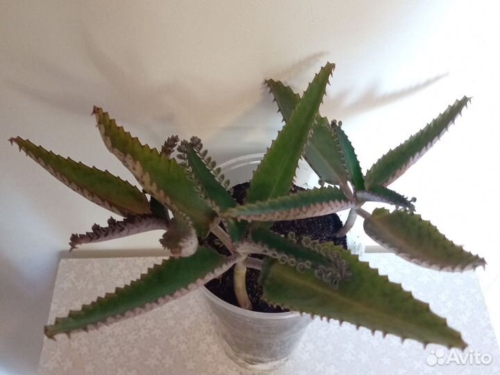 Каланхоэ лечебное