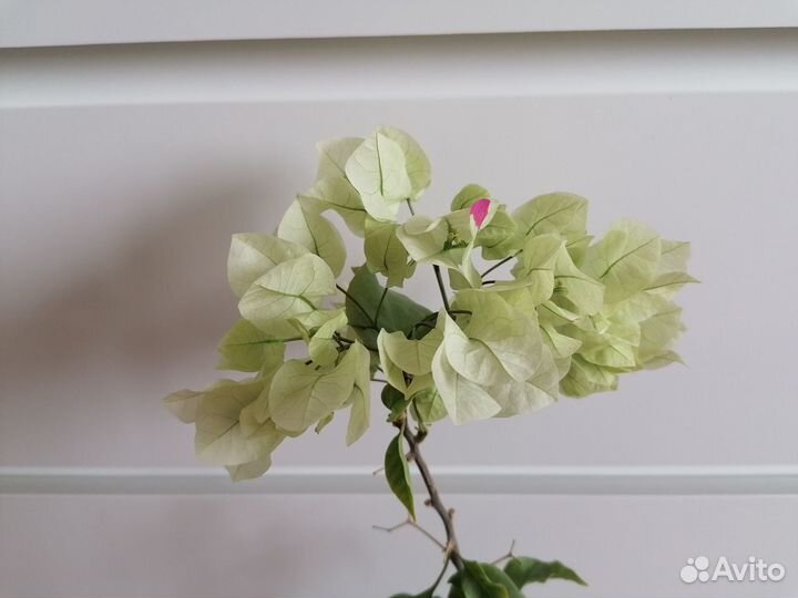 Бугенвиллии, калатея, пахистахис