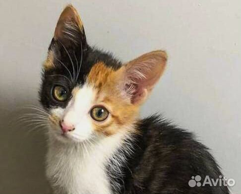 Привитая Василиса (Вася) - трехцветная девочка