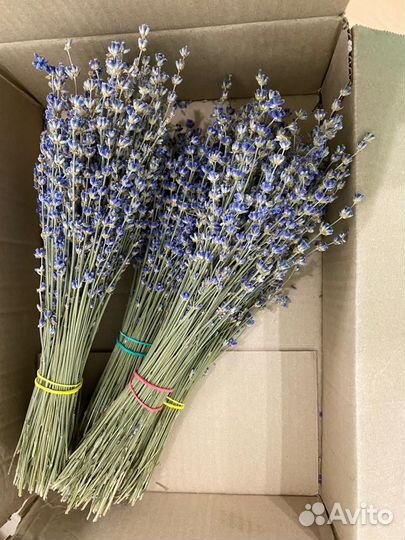 Лаванда для декора и флористов