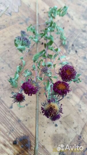 Сентябринки