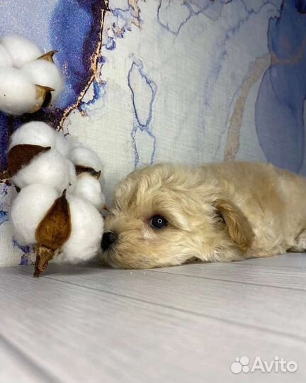 Мальтипу f1 mini