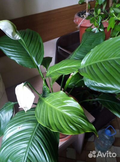 Спатифиллум королевский