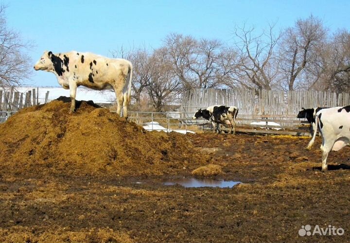 Доставим коровий навоз на Ваш участок
