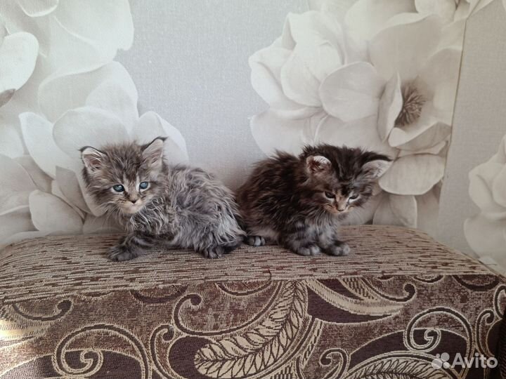 Котята мейн-кун