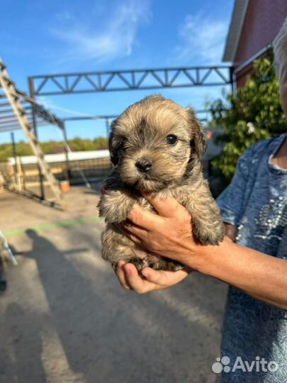 Русская цветная болонка