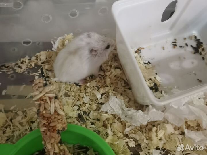 Джунгарский хомяк белый девочка