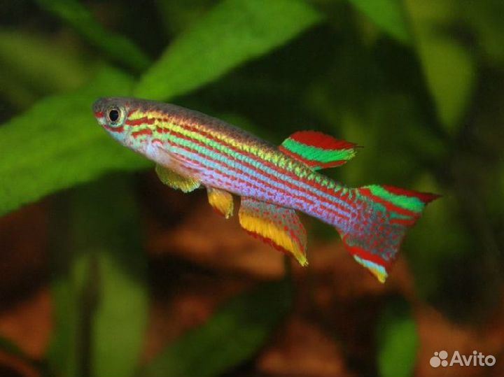 Афиосемион Стриатум (Aphyosemion striatum)