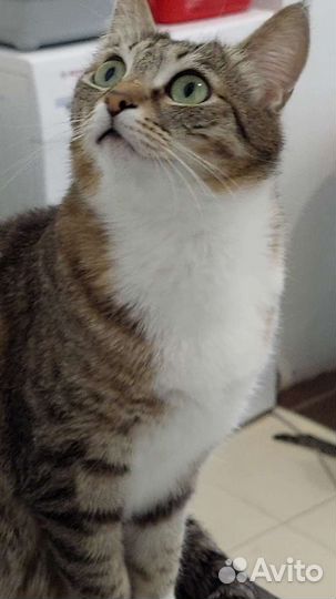 Кошечка Симона