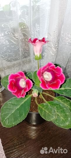 Глоксиния цветущая