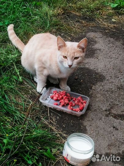 Бася ищет дом