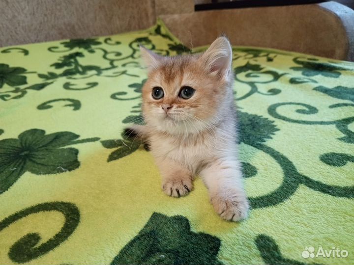 Золотые кошечки