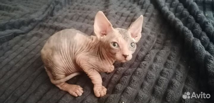 Привитые котята сфинкс, 