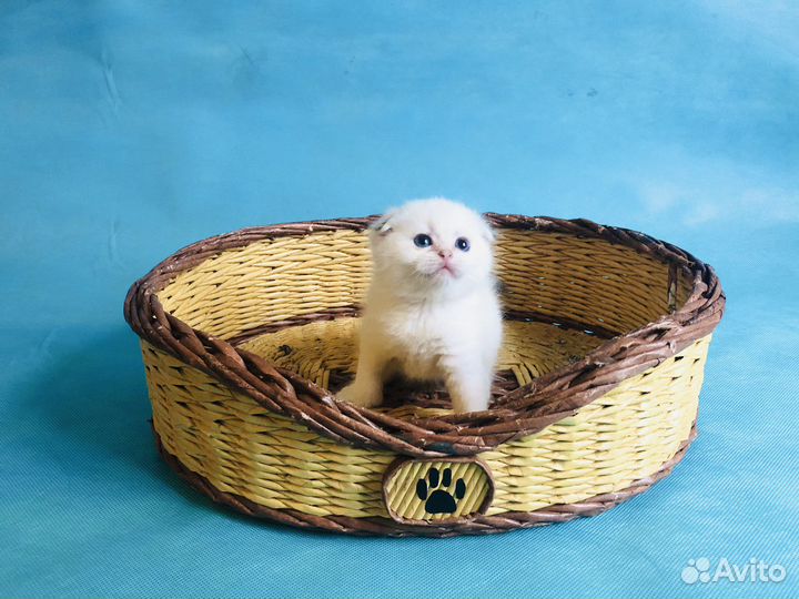 Шотландец красавчик