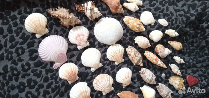 Ракушки с моря