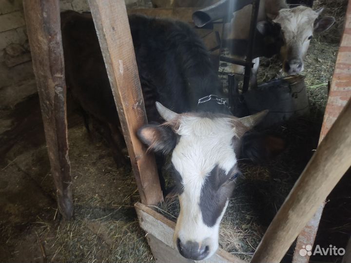 Корова стельная