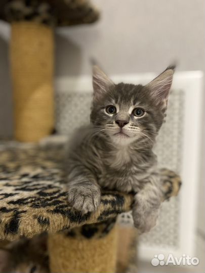 Котята мейнкун