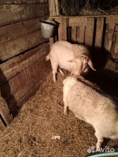 Козы и бараны