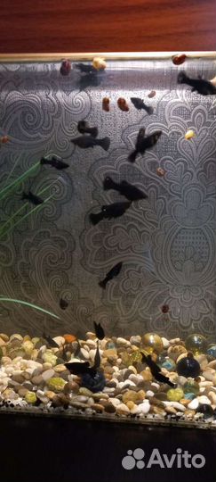 Мальки моллинезии