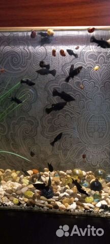 Мальки моллинезии