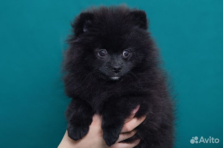 Продажа щенков шпица