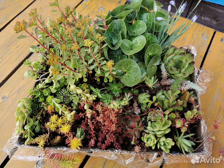 Почвопокровные растения