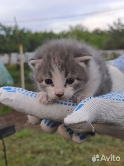 Великолепные котята