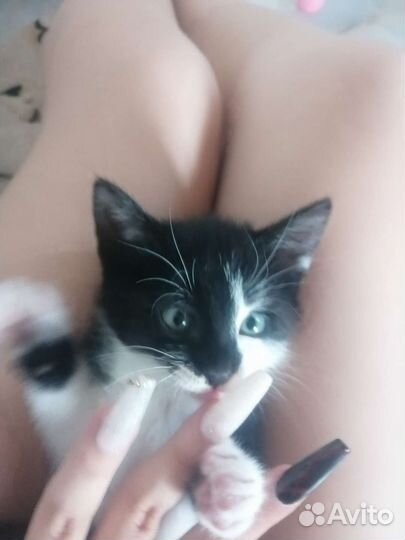 Котята в добрые руки бесплатно