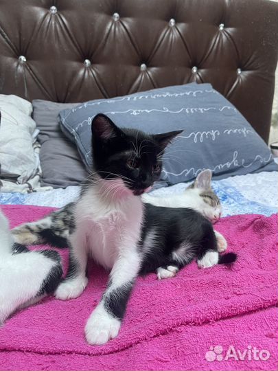 Отдам котенка в добрые руки