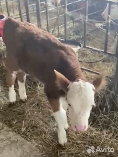 Бычки телята