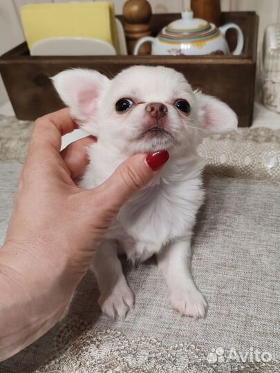 Жемчужинка