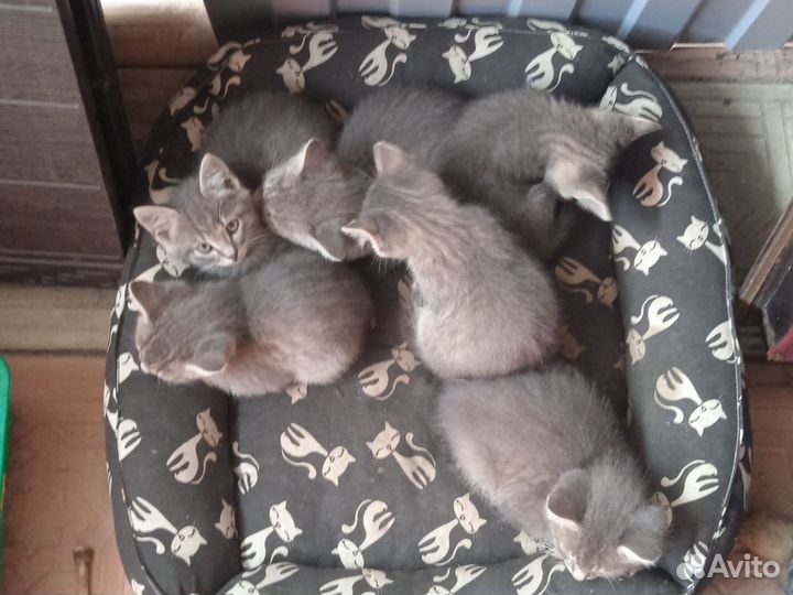 Котята в добрые руки