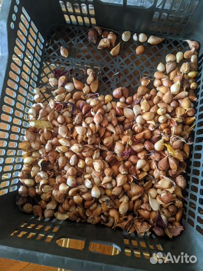 Тюльпан цветок луковицы от него сажать осенью