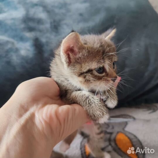 Кошки