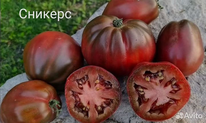 Семена томата Сникерс