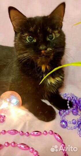 Кошки в добрые руки бесплатно